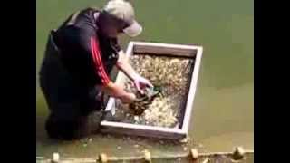preview picture of video 'Harvesting Wholesale Koi'