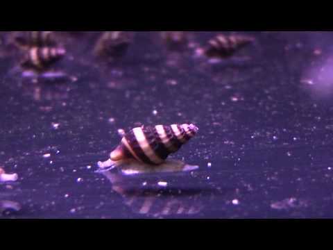Aqua-Tropica "Das Original"- Anentome Helena, Raubschnecke, Schneckenfresser