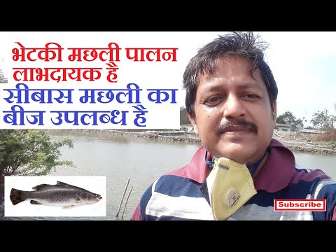 Seabass Fish Seed video by Anand Krishi Khamar Private Limited