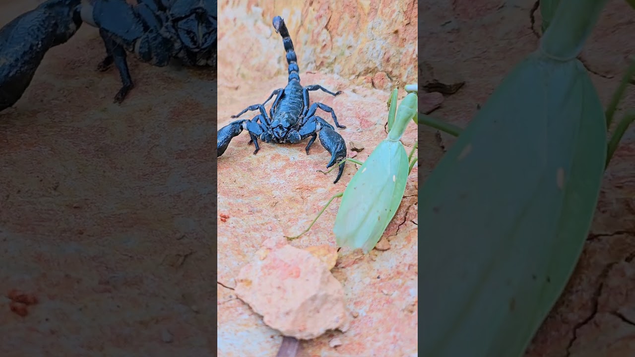 "Scorpion vs Praying Mantis: A Deadly Showdown"