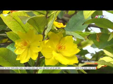 Giống mai siêu bông giá bán lên đến hàng tỷ đồng | MGOD