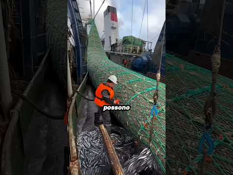 DECINE DI TONNELLATE DI PESCE… E POI TAGLIANO LA RETE! 🤯