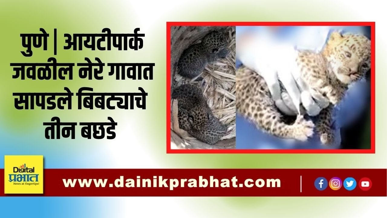Video | पुण्यातील नेरे गावात सापडले बिबट्याचे तीन बछडे