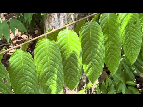 BEAUTIFUL 415 ACRE ECOLOGICAL LAND RESERVE FOR SALE IN COSTA RICA