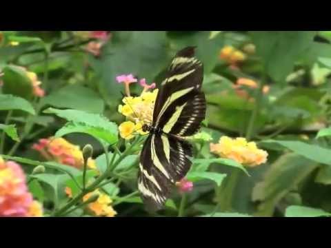 On the Wing, Victoria Bufferfly Gardens