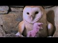 Feeding A Hungry Barn Owl Chick Five Owl Farm BBC Earth