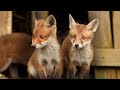 Red Fox Family S Adorable Play Time Discover Wildlife Robert E Fuller