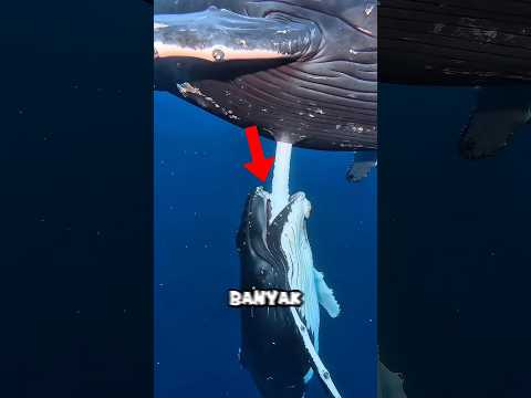 Mengapa susu paus tidak larut?🐋🤨 #short