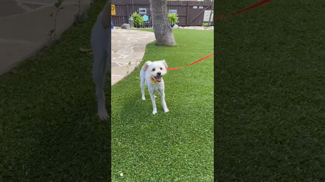 Gypsy, an adopted mixed breed in Southport, CT video 3/5