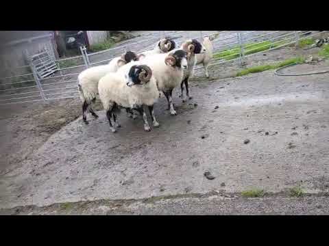 Swaledale Shearling Rams - Image 2