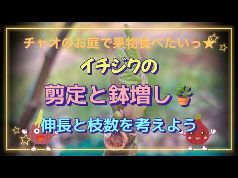 秋に剪定してはいけない果樹はどれですか?またその理由は何ですか? + 剪定してはいけない木のリスト  庭園