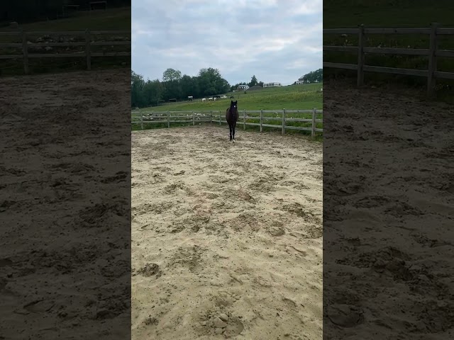 Entire KWPN Dutch Warmblood For sale 2024 Dark Bay