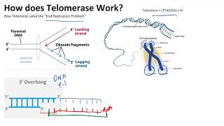 How Telomerase Can Immortalize Cells and Cause Cancer