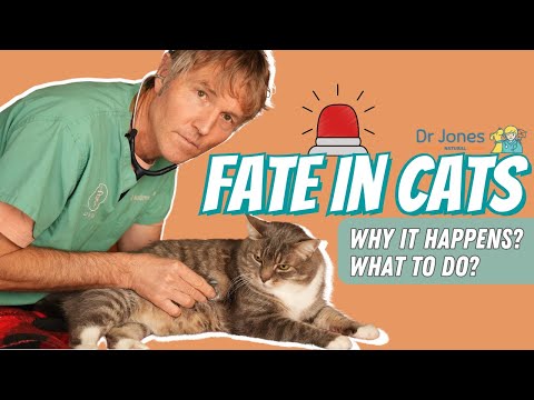Emergency Cat Care: Understanding FATE and What You Can Do!