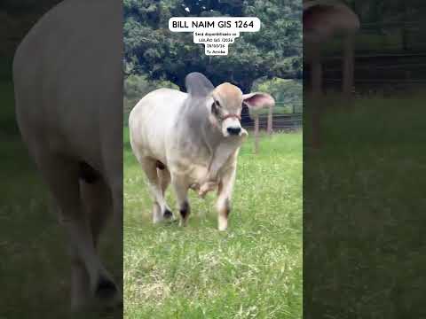 BILL NAIM GIS DO INDAIÁ {NAIM GIS X CTZ JORNADA (CTZ BETUZO)} - TABAPUÃ GIS - DORES DO INDAIÁ/MG