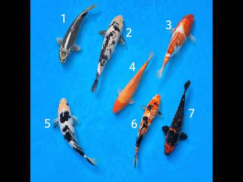 Video pregled koi ribe