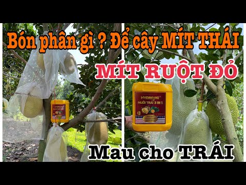 Bón phân gì ?Để cây MÍT THÁI & MÍT RUỘT ĐỎ nhanh lớn - Mau cho TRÁI
