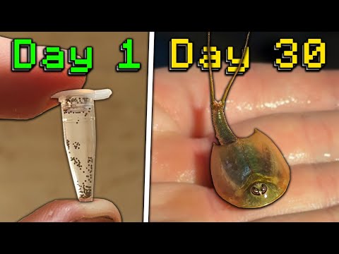 I Hatched Living Fossils (300 million years old)