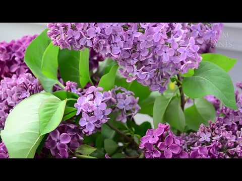 Peaceful Music, Relaxing Music, Instrumental Music "Happy Mother's Day with Love" by Tim Janis
