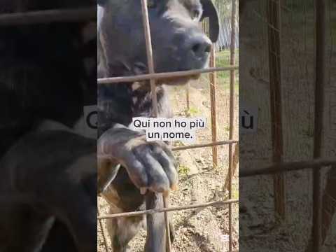 Regalo Reina Splendida Giovanotta Mix Cane Corso Cerca Famiglia