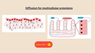 Diffusion for multicellular organisms for AQA GCSE Biology and Combined science