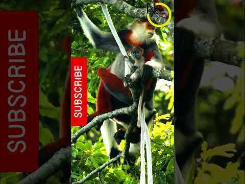 最も絶滅の危機に瀕しているサル - スマトラオランウータン (Pongo abelii)