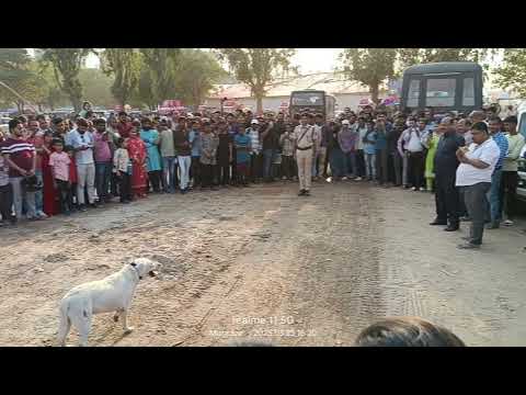 #Dogs parade with police dog performance, comedy , entertainment