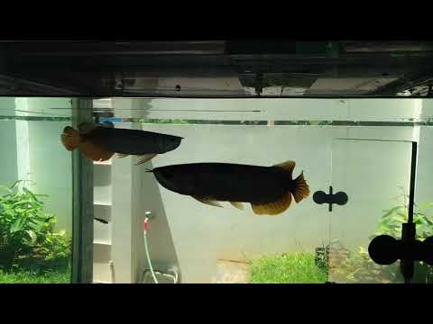 #Arowana #CLINTONMATHEW #GoldenHighBack  #Red #Two Arowana #Fighting #communityTank #TankMates