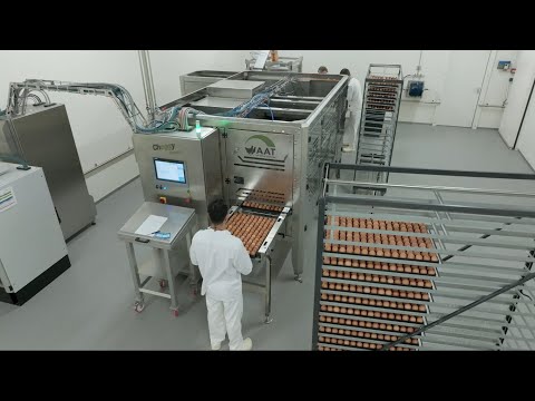 Cheggy Zoom – Geschlechtsbestimmung im Ei bei braunen Legehennenrassen