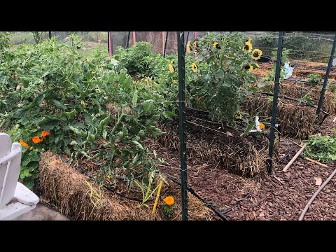 Straw bale garden. A look at First and second year bales and even bales getting conditioned.