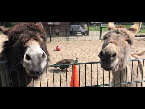 KINDERBOERDERIJ SHORT DE LEUKSTE KINDERBOERDERIJ DIEREN SAMENGESTELD DOOR DE TWEELING BROERS