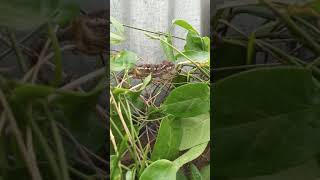 Brown Chameleon crawling at the back garden || #Shorts #Youtubeshorts