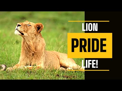 Wild Kruger National Park Lion Moments | Kruger Park Sightings