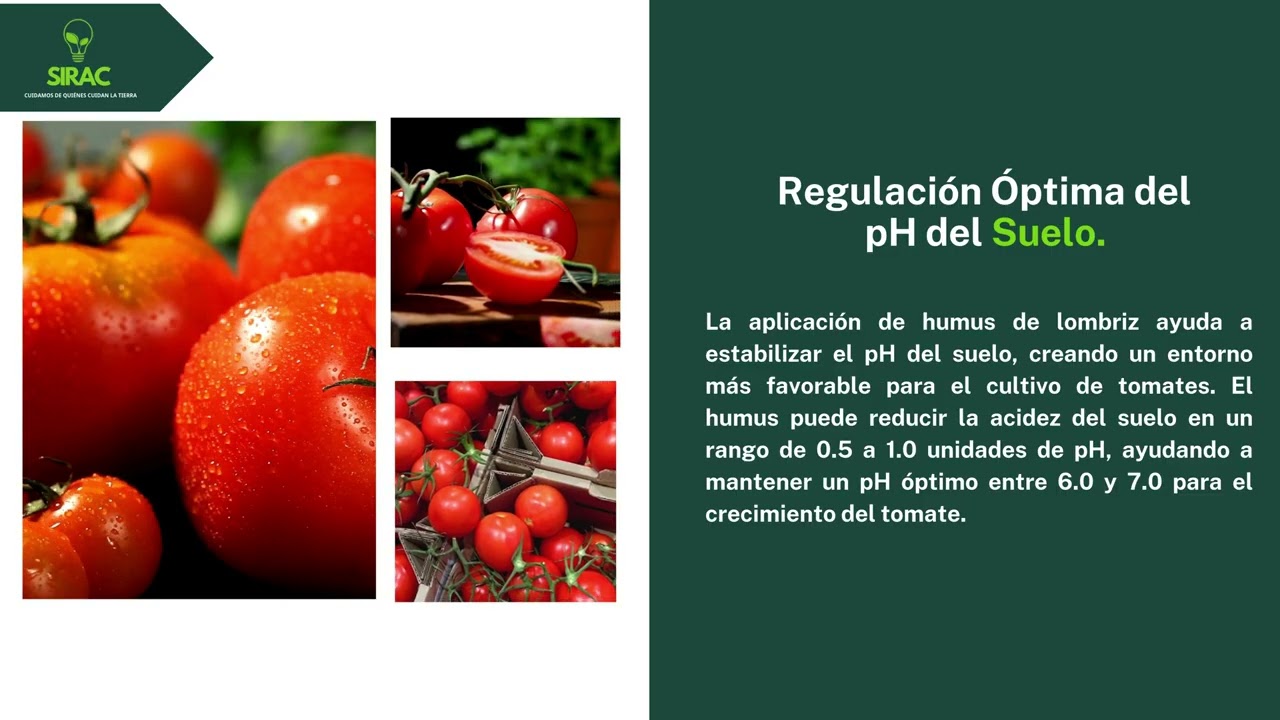 Uso del humus de lombriz - Tomate