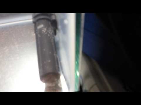 How to breed clown fish