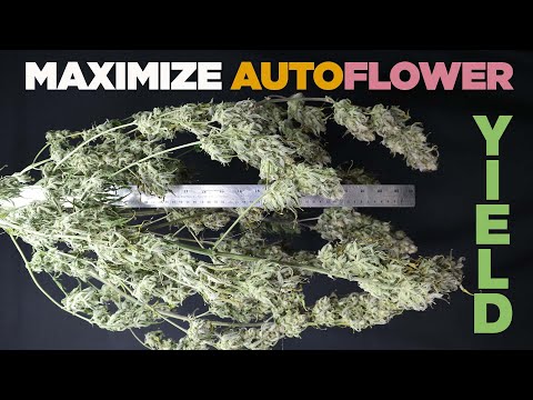 SMALL AUTOFLOWERS? Main Reason Why & How to Maximize Yields with Autos