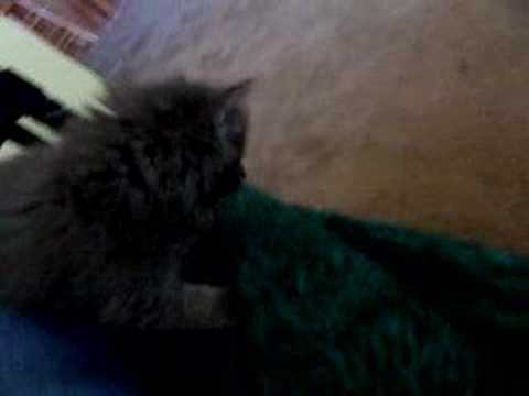 download lagu mp3 mp4 Tailwap Com, download lagu Tailwap Com gratis, unduh video klip Tailwap Com
