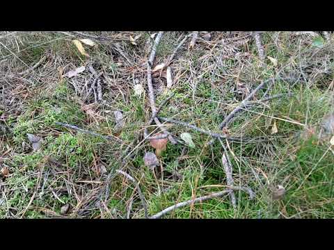 Grzyby 2019 w dolinie Noteci