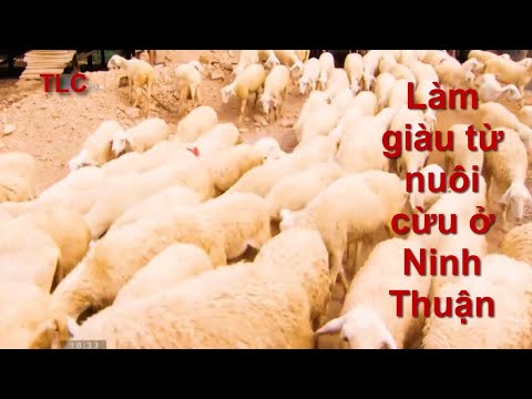 , title : 'Làm giàu từ nuôi cừu ở Ninh Thuận'