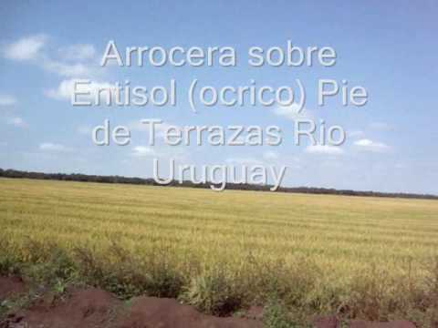 Arrocera sobre Entisol Rio Uruguay.wmv