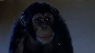 &quot;Monkey In My Dreams&quot; - Martin Page