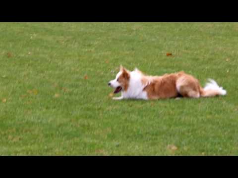 download lagu mp3 mp4 Alderaan Border Collie, download lagu Alderaan Border Collie gratis, unduh video klip Alderaan Border Collie