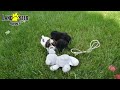 Miniature Poodle dogs for sale: Tucker Extra Small - Video 1