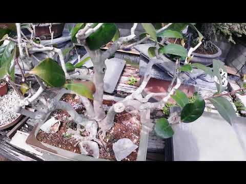 小僧日記　記録用2021 4 3(record Bonsai 2021.4.3)