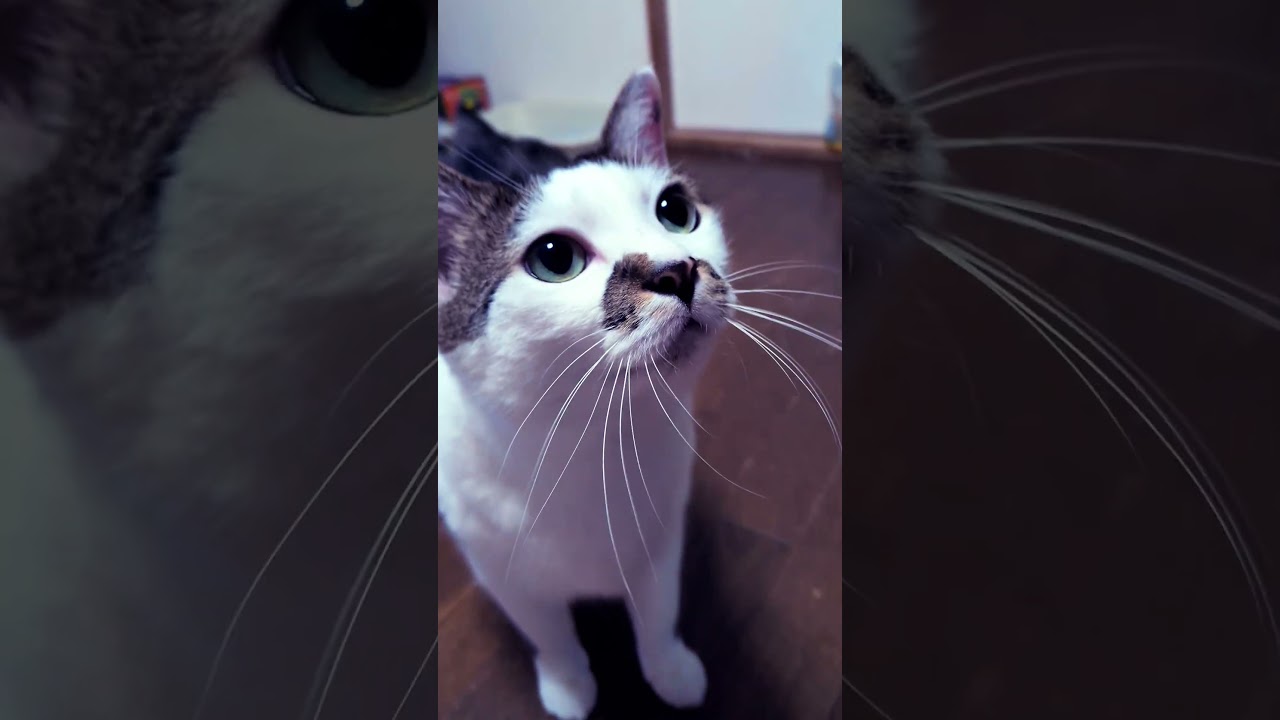 #さくらタン #かわいい #😆😆💞 #🫶🫶🫶😁 #🤭🤭🤭