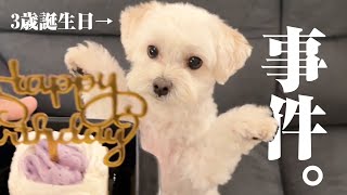 【3歳】兄犬の誕生日に妹とパパがハプニングを起こして賑やかなパーティーに！笑【マルプー×赤ちゃん】