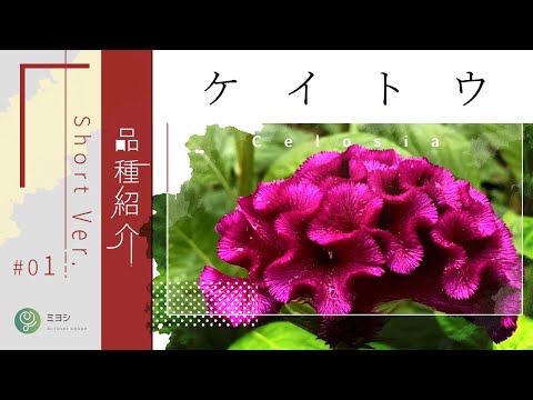 園芸 プラムセケイトウ