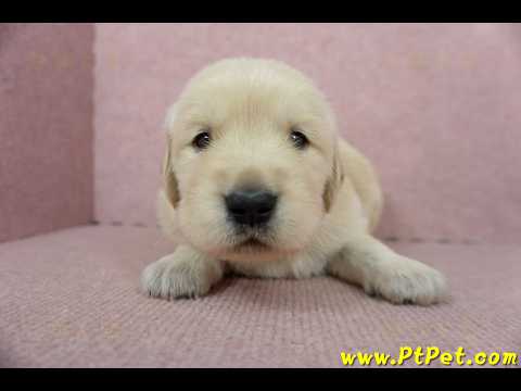 11/18黃金獵犬公幼犬4號(高雄大社)