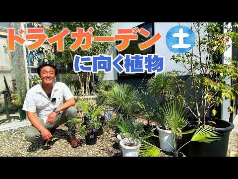 園芸 乾燥に強い植物