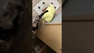 【猫動画】ごちそうさまを言える猫が可愛いすぎる